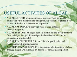 USEFUL ACTIVITES OF ALGAE
 ALGAE AS FOOD: algae is important source of food for aquatic
animal and other mammals including man. Eg chlorella is protein rich
content. Spirulina is richest source of protien.
 ALGAER AS FODDER: many sea weed is used as fodder
sheep,cattle,poutry.
 ALGAE IN INDUSTRY : agar-agar its used in culture media prepared
from red algae like gelidium and gracilaria and other minerals and
elements are also included.
 ALGAE IN AGRICULTURE: its used for nitrogen fixation,soil
relcaimation,fertilization,manures.
 ALGAE IN SEWAGE DISPOSAL: the photosynthetic activity of algae
produce oxygen which is used by bateria for sewage decompostion.
 