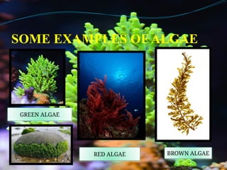 SOME EXAMPLES OF ALGAE
GREEN ALGAE
RED ALGAE BROWN ALGAE
 