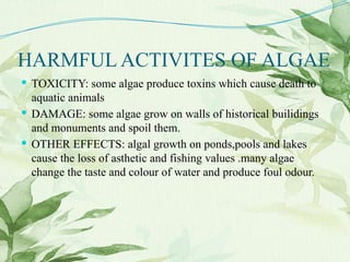 HARMFUL ACTIVITES OF ALGAE
 TOXICITY: some algae produce toxins which cause death to
aquatic animals
 DAMAGE: some algae grow on walls of historical builidings
and monuments and spoil them.
 OTHER EFFECTS: algal growth on ponds,pools and lakes
cause the loss of asthetic and fishing values .many algae
change the taste and colour of water and produce foul odour.
 