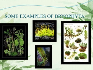 SOME EXAMPLES OF BRYOPHYTA
 