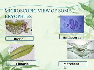 MICROSCOPIC VIEW OF SOME
BRYOPHTES
Marchant
ia
Funaria
Riccia Anthoceras
 