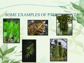 SOME EXAMPLES OF PTERIDOPHYTA
 