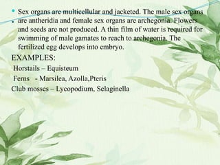 .
 Sex organs are multicellular and jacketed. The male sex organs
are antheridia and female sex organs are archegonia. Flowers
and seeds are not produced. A thin film of water is required for
swimming of male gamates to reach to archegonia. The
fertilized egg develops into embryo.
EXAMPLES:
Horstails – Equisteum
Ferns - Marsilea, Azolla,Pteris
Club mosses – Lycopodium, Selaginella
 