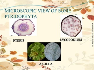MICROSCOPIC VIEW OF SOME
PTRIDOPHYTA
AZOLLA
LYCOPODIUM
PTERIS
 