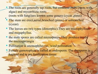 .
 The roots are generally tap roots, but coralloid roots (roots with
algae) and mycorrhizic roots
(roots with fungi)are known some genera (cycas ,pinus)
 The stem are erect,aerial,branched (pinus) or unbranched
(cycas).
 The leaves are two types (dimorphic).They are microphyllous
and megaphyllus.
 the male spores are called microspores. They produce inside
the microsporangia
 Pollination is anemophilus i.e., wind pollination
 Female gamotophyte is called as endosperm. The dnosperm is
haploid and is pre fertilization tissue
 