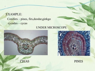 .
EXAMPLE:
Conifers – pines, firs,deodar,ginkgo
cycades – cycas
UNDER MICROSCOPE
CYCAS PINES
 