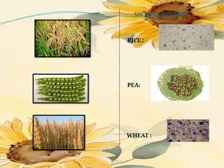 MICROSCOPIC VIEW
RICE :
PEA:
WHEAT :
 