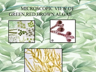 MICROSCOPIC VIEW OF
GREEN,RED,BROWN ALGAE
 