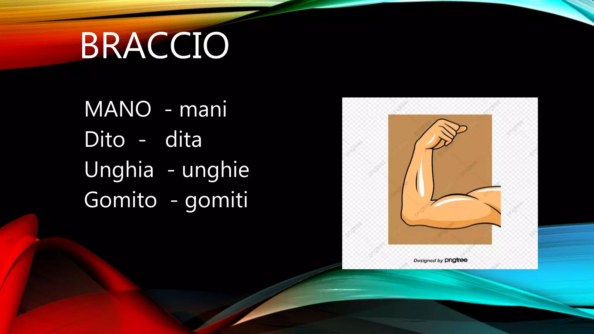 Partes del cuerpo humano en italiano por Dayana López. | PPTX