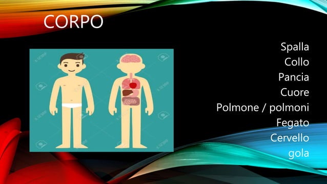 Partes del cuerpo humano en italiano por Dayana López. | PPTX