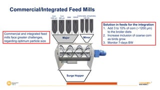 Major Minor
Surge Hopper
Corn
880 µm SBM DDGS
Carbonates, phosphates,
salt, etc.
Corn
1200 µm
Solution in feeds for the integration
1. Add 3 to 10% of corn (~1200 µm)
to the broiler diets
2. Increase inclusion of coarse corn
as birds grow
3. Monitor 7-days BW
Commercial and integrated feed
mills face greater challenges,
regarding optimum particle size
Commercial/Integrated Feed Mills
 