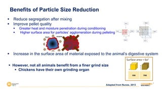 § Reduce segregation after mixing
§ Improve pellet quality
§ Greater heat and moisture penetration during conditioning
§ Higher surface area for particles’ agglomeration during pelleting
§ Increase in the surface area of material exposed to the animal’s digestive system
Surface area = 6a2
§ However, not all animals benefit from a finer grind size
§ Chickens have their own grinding organ
Adapted from Nunes, 2013
Benefits of Particle Size Reduction
 