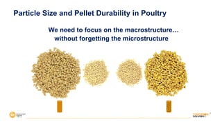 We need to focus on the macrostructure…
without forgetting the microstructure
Particle Size and Pellet Durability in Poultry
 