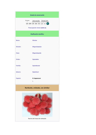 Estado de conservación
Preocupación menor (UICN 2.3)
Clasificación científica
Reino: Plantae
División: Magnoliophyta
Clase: Magnoliopsida
Orden: Sapindales
Familia: Sapindaceae
Género: Nephelium
Especie: N. lappaceum
L.
Rambután, enlatado, con almíbar
Racimo de frutos de rambután
 