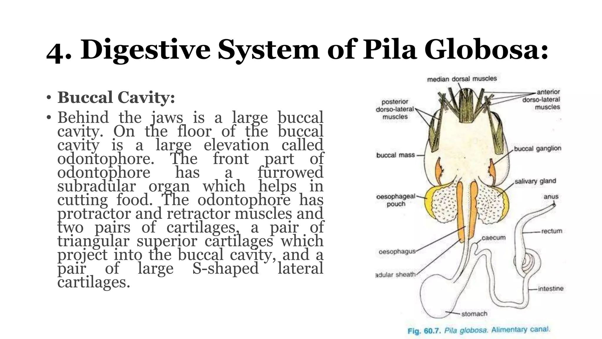 7 Pila globosa.pptx