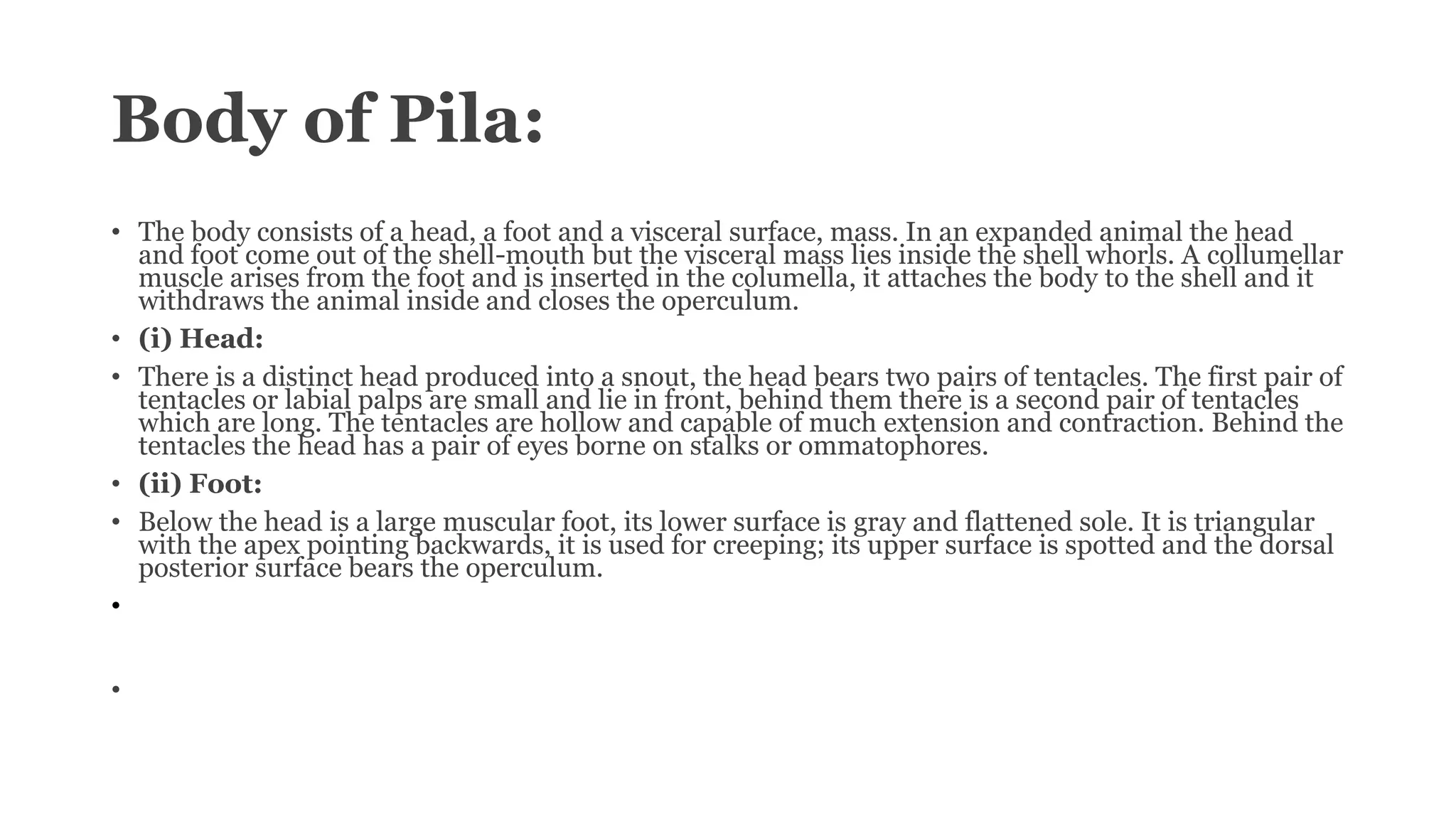 7 Pila globosa.pptx