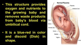• This structure provides
oxygen and nutrients to
the growing baby and
removes waste products
from baby's blood via
umbilical cord.
• It is a blue-red in color
and discoid (Disk) in
shape.
 