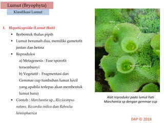 Lumut (Bryophyta)
Klasifikasi Lumut
1. Hepaticopsida (Lumut Hati)
 Berbentuk thalus pipih
 Lumut berumah dua, memiliki gametofit
jantan dan betina
 Reproduksi
a) Metagenesis : Fase sporofit
tersembunyi
b) Vegetatif : Fragmentasi dan
Gemmae cup tumbuhan lumut kecil
yang apabila terlepas akan membentuk
lumut baru)
 Contoh : Marchantia sp., Ricciocarpus
natans, Riccardia indica dan Reboulia
hemisphaerica
Alat reproduksi pada lumut hati
Marchantia sp dengan gemmae cup
 