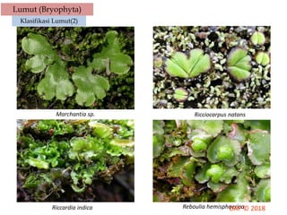 Lumut (Bryophyta)
Klasifikasi Lumut(2)
Marchantia sp. Ricciocarpus natans
Riccardia indica Reboulia hemisphaerica
 
