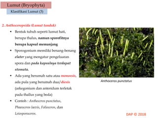 Lumut (Bryophyta)
Klasifikasi Lumut (3)
2. Anthoceropsida (Lumut tanduk)
 Bentuk tubuh seperti lumut hati,
berupa thalus, namun sporofitnya
berupa kapsul memanjang
 Sporogonium memiliki benang-benang
elater yang mengatur pengeluaran
spora dan pada kapsulnya terdapat
stomata.
 Ada yang berumah satu atau monoesis,
ada pula yang berumah dua/diesis
(arkegonium dan anteridum terletak
pada thallus yang beda)
 Contoh : Anthoceros punctatus,
Phaeoceros laevis, Folioceros, dan
Leiosporoceros.
Anthoceros punctatus
 