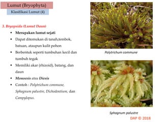 Lumut (Bryophyta)
Klasifikasi Lumut (4)
3. Bryopsida (Lumut Daun)
 Merupakan lumut sejati
 Dapat ditemukan di tanah,tembok,
batuan, ataupun kulit pohon
 Berbentuk seperti tumbuhan kecil dan
tumbuh tegak
 Memiliki akar (rhizoid), batang, dan
daun
 Monoesis atau Diesis
 Contoh : Polytrichum commune,
Sphagnum palustre, Dichodontium, dan
Campylopus.
Polytrichum commune
Sphagnum palustre
 