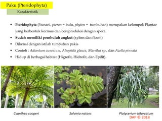 Paku (Pteridophyta)
Karakteristik
 Pteridophyta (Yunani, pteron = bulu, phyton = tumbuhan) merupakan kelompok Plantae
yang berbentuk kormus dan bereproduksi dengan spora.
 Sudah memiliki pembuluh angkut (xylem dan floem)
 Dikenal dengan istilah tumbuhan pakis
 Contoh : Adiantum cuneatum, Alsophila glauca, Marsilea sp., dan Azolla pinnata
 Hidup di berbagai habitat (Higrofit, Hidrofit, dan Epifit).
Cyanthea cooperi Platycerium bifurcatumSalvinia natans
 