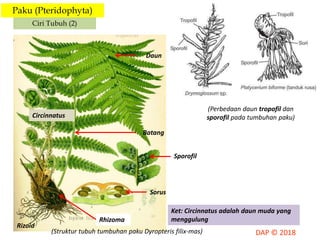 Paku (Pteridophyta)
Ciri Tubuh (2)
Rizoid
Rhizoma
Sorus
Sporofil
Batang
Daun
Circinnatus
(Struktur tubuh tumbuhan paku Dyropteris filix-mas)
(Perbedaan daun tropofil dan
sporofil pada tumbuhan paku)
Ket: Circinnatus adalah daun muda yang
menggulung
 