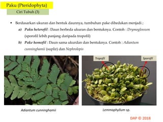 Paku (Pteridophyta)
Ciri Tubuh (3)
 Berdasarkan ukuran dan bentuk daunnya, tumbuhan pake dibedakan menjadi ;
a) Paku heterofil : Daun berbeda ukuran dan bentuknya. Contoh : Drymoglossum
(sporofil lebih panjang daripada tropofil)
b) Pake homofil : Daun sama ukurdan dan bentuknya. Contoh : Adiantum
cunninghamii (suplir) dan Nephrolepis
SporofilTropofil
Adiantum cunninghamii Lemmaphyllum sp.
 