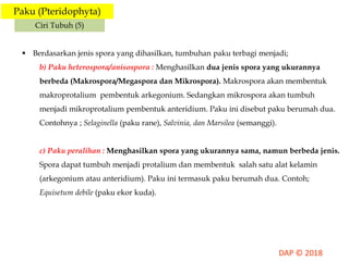 Paku (Pteridophyta)
Ciri Tubuh (5)
 Berdasarkan jenis spora yang dihasilkan, tumbuhan paku terbagi menjadi;
b) Paku heterospora/anisospora : Menghasilkan dua jenis spora yang ukurannya
berbeda (Makrospora/Megaspora dan Mikrospora). Makrospora akan membentuk
makroprotalium pembentuk arkegonium. Sedangkan mikrospora akan tumbuh
menjadi mikroprotalium pembentuk anteridium. Paku ini disebut paku berumah dua.
Contohnya ; Selaginella (paku rane), Salvinia, dan Marsilea (semanggi).
c) Paku peralihan : Menghasilkan spora yang ukurannya sama, namun berbeda jenis.
Spora dapat tumbuh menjadi protalium dan membentuk salah satu alat kelamin
(arkegonium atau anteridium). Paku ini termasuk paku berumah dua. Contoh;
Equisetum debile (paku ekor kuda).
 