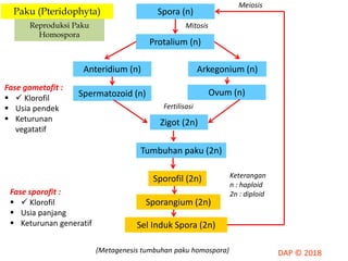Spora (n)
Arkegonium (n)Anteridium (n)
Tumbuhan paku (2n)
Protalium (n)
Spermatozoid (n) Ovum (n)
Zigot (2n)
Sporofil (2n)
Sporangium (2n)
Sel Induk Spora (2n)
Mitosis
Fertilisasi
Keterangan
n : haploid
2n : diploid
Meiosis
Fase gametofit :
  Klorofil
 Usia pendek
 Keturunan
vegatatif
Fase sporofit :
  Klorofil
 Usia panjang
 Keturunan generatif
Paku (Pteridophyta)
Reproduksi Paku
Homospora
(Metagenesis tumbuhan paku homospora)
 