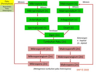 Mikrospora (n) Makrospora (n)
Mikroprotalium (n) Makroprotalium (n)
Anteridium (n) Arkegonium (n)
Zigot (2n)
Makrosporofil (2n)Mikrosporofil (2n)
Mikrospora (2n) Makrospora (2n)
Mikrosporangium (2n) Makrosporangium (2n)
Tumbuhan Paku (2n)
Spermatozoid (n) Ovum (n)
MeiosisMeiosis
MitosisMitosis
Fertilisasi
Keterangan
n : haploid
2n : diploid
(Metagenesis tumbuhan paku heterospora)
Paku
(Pteridophyta)
Reproduksi
Paku
Heterospora
 