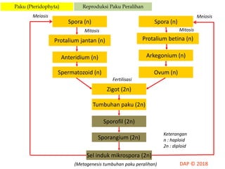 Spora (n) Spora (n)
Protalium jantan (n) Protalium betina (n)
Anteridium (n) Arkegonium (n)
Sporangium (2n)
Zigot (2n)
Tumbuhan paku (2n)
Sporofil (2n)
Spermatozoid (n) Ovum (n)
Sel induk mikrospora (2n)
Keterangan
n : haploid
2n : diploid
Fertilisasi
MeiosisMeiosis
MitosisMitosis
Reproduksi Paku PeralihanPaku (Pteridophyta)
(Metagenesis tumbuhan paku peralihan)
 