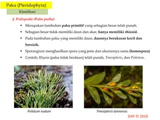 Paku (Pteridophyta)
Klasifikasi
1. Psilopsida (Paku purba)
 Merupakan tumbuhan paku primitif yang sebagian besar telah punah.
 Sebagian besar tidak memiliki daun dan akar, hanya memiliki rhizoid.
 Pada tumbuhan paku yang memiliki daun, daunnya berukuran kecil dan
bersisik.
 Sporangium menghasilkan spora yang jenis dan ukurannya sama (homospora)
 Contoh; Rhynia (paku tidak berdaun) telah punah, Tmesipteris, dan Psilotum .
Psilotum nudum Tmesipteris tannensis
 