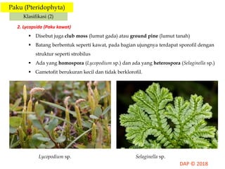 Paku (Pteridophyta)
Klasifikasi (2)
2. Lycopsida (Paku kawat)
 Disebut juga club moss (lumut gada) atau ground pine (lumut tanah)
 Batang berbentuk seperti kawat, pada bagian ujungnya terdapat sporofil dengan
struktur seperti strobilus
 Ada yang homospora (Lycopodium sp.) dan ada yang heterospora (Selaginella sp.)
 Gametofit berukuran kecil dan tidak berklorofil.
Lycopodium sp. Selaginella sp.
 