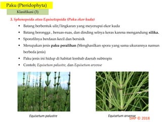 Paku (Pteridophyta)
Klasifikasi (3)
3. Sphenopsida atau Equisetopsida (Paku ekor kuda)
 Batang berbentuk ulir/lingkaran yang meyerupai ekor kuda
 Batang berongga , beruas-ruas, dan dinding selnya keras karena mengandung silika.
 Sporofilnya berdaun kecil dan bersisik
 Merupakan jenis paku peralihan (Menghasilkan spora yang sama ukurannya namun
berbeda jenis)
 Paku jenis ini hidup di habitat lembab daerah subtropis
 Contoh; Equisetum palustre, dan Equisetum arvense
Equisetum palustre Equisetum arvense
 