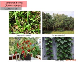 Tumbuhan Berbiji
(Spermatophyta)
Karakteristik (3)
(Cyperus rotundus)
(Capsicum annuum)
(Tectona grandis)
(Piper betle)
 