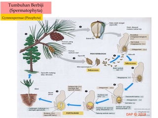 Tumbuhan Berbiji
(Spermatophyta)
Gymnospermae (Pinophyta)
 