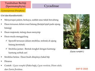 Ciri dan Karakteristik :
 Menyerupai palem, berkayu, sedikit atau tidak bercabang
 Daun tersusun dalam roset batang (berjejal-jejal pada ujung
batang)
 Daun majemuk, tulang daun menyirip
 Daun muda menggulung
 Sporofil tersusun dalam strobilus, terletak di ujung
batang (terminal)
 Strobilus jantan : Bentuk tongkol dengan kantung-
kantung serbuk sari
 Strobilus betina : Daun buah ditepinya bakal biji
 Dioseus
 Contoh : Cycas rumphii (Pakis haji), Cycas revoluta, Dioon edule,
dan Zamia floridana.
Tumbuhan Berbiji
(Spermatophyta)
Gymnospermae (Pinophyta)
Cycadinae
(Cycas rumphii )
 