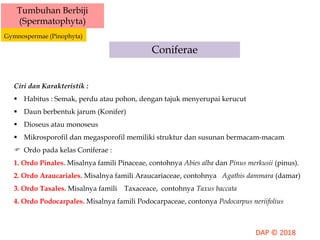 Tumbuhan Berbiji
(Spermatophyta)
Gymnospermae (Pinophyta)
Coniferae
Ciri dan Karakteristik :
 Habitus : Semak, perdu atau pohon, dengan tajuk menyerupai kerucut
 Daun berbentuk jarum (Konifer)
 Dioseus atau monoseus
 Mikrosporofil dan megasporofil memiliki struktur dan susunan bermacam-macam
 Ordo pada kelas Coniferae :
1. Ordo Pinales. Misalnya famili Pinaceae, contohnya Abies alba dan Pinus merkusii (pinus).
2. Ordo Araucariales. Misalnya famili Araucariaceae, contohnya Agathis dammara (damar)
3. Ordo Taxales. Misalnya famili Taxaceace, contohnya Taxus baccata
4. Ordo Podocarpales. Misalnya famili Podocarpaceae, contonya Podocarpus neriifolius
 