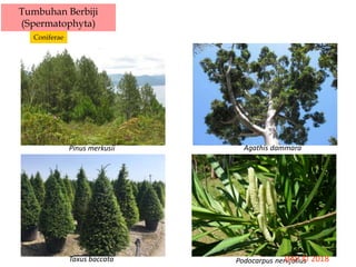 Tumbuhan Berbiji
(Spermatophyta)
Coniferae
Pinus merkusii Agathis dammara
Taxus baccata Podocarpus neriifolius
 