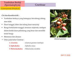 Tumbuhan Berbiji
(Spermatophyta)
Gymnospermae (Pinophyta)
Gnetinae
Ciri dan Karakteristik :
 Tumbuhan berkayu yang batangnya bercabang-cabang
atau tidak
 Daun tunggal, lebar dan tulang daun menyirip
 Bunga berkelamin tunggal, tersusun majemuk, terdapat
dalam ketiak daun pelindung yang besar dan memiliki
tenda bunga
 Monoseus dan dioseus
 Ordo pada kelas Gnetinae :
1. Gnetales : Gnetum gnemon (melinjo)
2. Ephedrales : Ephedra sinica
3. Welwitschiales : Welwitschia mirabilis
Gnetum gnemon
 