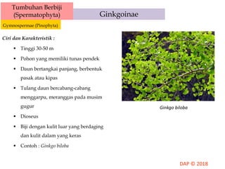 Tumbuhan Berbiji
(Spermatophyta)
Gymnospermae (Pinophyta)
Ginkgoinae
Ciri dan Karakteristik :
 Tinggi 30-50 m
 Pohon yang memiliki tunas pendek
 Daun bertangkai panjang, berbentuk
pasak atau kipas
 Tulang daun bercabang-cabang
menggarpu, meranggas pada musim
gugur
 Dioseus
 Biji dengan kulit luar yang berdaging
dan kulit dalam yang keras
 Contoh : Ginkgo biloba
Ginkgo biloba
 