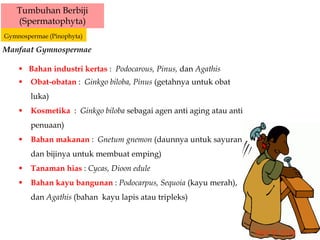 Tumbuhan Berbiji
(Spermatophyta)
Gymnospermae (Pinophyta)
Manfaat Gymnospermae
 Bahan industri kertas : Podocarous, Pinus, dan Agathis
 Obat-obatan : Ginkgo biloba, Pinus (getahnya untuk obat
luka)
 Kosmetika : Ginkgo biloba sebagai agen anti aging atau anti
penuaan)
 Bahan makanan : Gnetum gnemon (daunnya untuk sayuran
dan bijinya untuk membuat emping)
 Tanaman hias : Cycas, Dioon edule
 Bahan kayu bangunan : Podocarpus, Sequoia (kayu merah),
dan Agathis (bahan kayu lapis atau tripleks)
 
