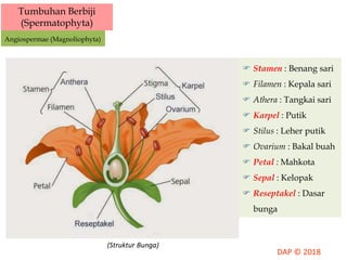 Tumbuhan Berbiji
(Spermatophyta)
Angiospermae (Magnoliophyta)
 Stamen : Benang sari
 Filamen : Kepala sari
 Athera : Tangkai sari
 Karpel : Putik
 Stilus : Leher putik
 Ovarium : Bakal buah
 Petal : Mahkota
 Sepal : Kelopak
 Reseptakel : Dasar
bunga
(Struktur Bunga)
 