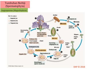 Tumbuhan Berbiji
(Spermatophyta)
Angiospermae (Magnoliophyta)
 