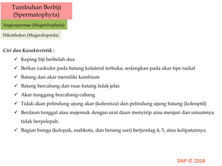 Tumbuhan Berbiji
(Spermatophyta)
Angiospermae (Magnoliophyta)
Dikotiledon (Magnoliopsida)
Ciri dan Karakteristik :
 Keping biji berbelah dua
 Berkas vaskuler pada batang kolateral terbuka, sedangkan pada akar tipe radial
 Batang dan akar memiliki kambium
 Batang bercabang dan ruas batang tidak jelas
 Akar tunggang bercabang-cabang
 Tidak akan pelindung ujung akar (koleoriza) dan pelindung ujung batang (koleoptil)
 Berdaun tunggal atau majemuk dengan urat daun menyirip atau menjari dan umumnya
tidak berpelepah.
 Bagian bunga (kelopak, mahkota, dan benang sari) berjumlag 4, 5, atau kelipatannya.
 