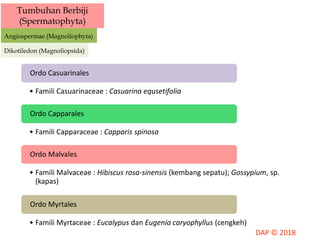 Tumbuhan Berbiji
(Spermatophyta)
Angiospermae (Magnoliophyta)
Dikotiledon (Magnoliopsida)
• Famili Casuarinaceae : Casuarina equsetifolia
Ordo Casuarinales
• Famili Capparaceae : Capparis spinosa
Ordo Capparales
• Famili Malvaceae : Hibiscus rosa-sinensis (kembang sepatu); Gossypium, sp.
(kapas)
Ordo Malvales
• Famili Myrtaceae : Eucalypus dan Eugenia caryophyllus (cengkeh)
Ordo Myrtales
 