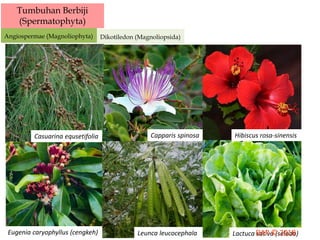Tumbuhan Berbiji
(Spermatophyta)
Angiospermae (Magnoliophyta) Dikotiledon (Magnoliopsida)
Casuarina equsetifolia Capparis spinosa Hibiscus rosa-sinensis
Eugenia caryophyllus (cengkeh) Leunca leucocephala Lactuca sativa (selada)
 