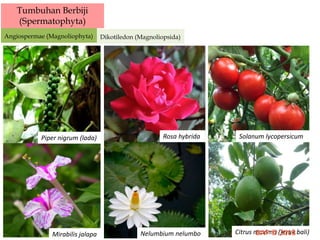 Tumbuhan Berbiji
(Spermatophyta)
Angiospermae (Magnoliophyta) Dikotiledon (Magnoliopsida)
Piper nigrum (lada) Rosa hybrida Solanum lycopersicum
Mirabilis jalapa Nelumbium nelumbo Citrus maxima (jeruk bali)
 