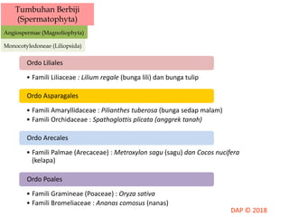 Tumbuhan Berbiji
(Spermatophyta)
Angiospermae (Magnoliophyta)
Dikotiledon (Magnoliopsida)
• Famili Liliaceae : Lilium regale (bunga lili) dan bunga tulip
Ordo Liliales
• Famili Amaryllidaceae : Pilianthes tuberosa (bunga sedap malam)
• Famili Orchidaceae : Spathoglottis plicata (anggrek tanah)
Ordo Asparagales
• Famili Palmae (Arecaceae) : Metroxylon sagu (sagu) dan Cocos nucifera
(kelapa)
Ordo Arecales
• Famili Gramineae (Poaceae) : Oryza sativa
• Famili Bromeliaceae : Ananas comosus (nanas)
Ordo Poales
Monocotyledoneae (Liliopsida)
 